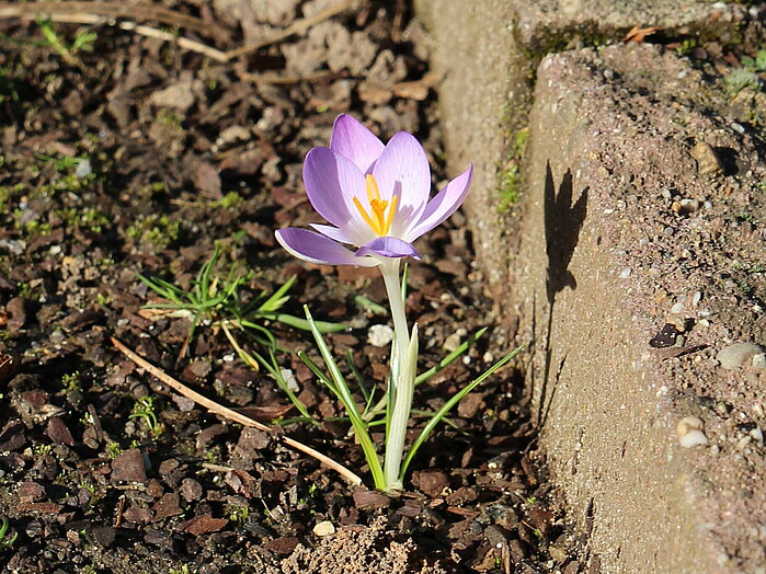 Crocus tommasinianus