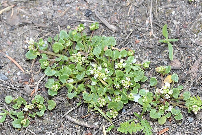 Cochlearia danica